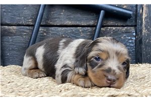 Belladonna - puppy for sale