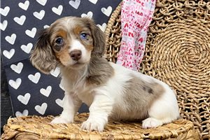 Calista - puppy for sale