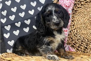 Nora - Dachshund, Mini for sale