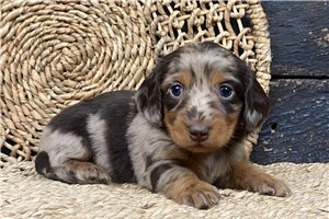 Belladonna - Mini Dachshund for sale