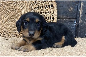 Belle - Dachshund, Mini for sale