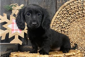 Sasha - puppy for sale