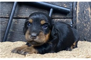 Belle - Mini Dachshund for sale