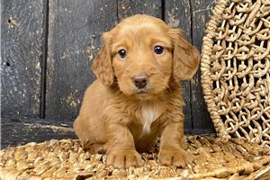 Oliver - Dachshund, Mini for sale