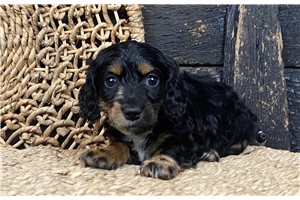 Ethan - puppy for sale