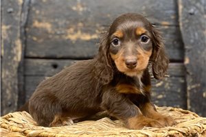 Aston - Dachshund, Mini for sale