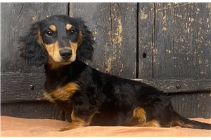 Nathan - Dachshund, Mini for sale