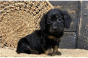 Abbot - Mini Dachshund for sale