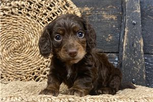 Erica - puppy for sale