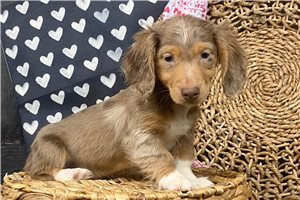 Betty - Dachshund, Mini for sale