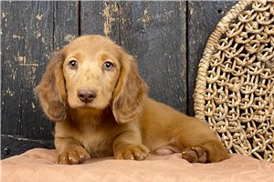 Rider - puppy for sale