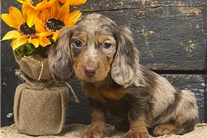 Whitney - Mini Dachshund for sale