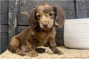 Penny - Dachshund, Mini for sale