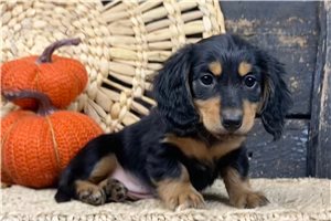 Belle - Mini Dachshund for sale
