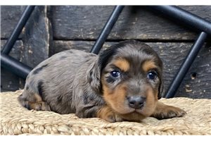 Banjo - puppy for sale