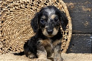 Adeline - Mini Dachshund for sale
