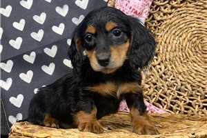 Nathan - Dachshund, Mini for sale