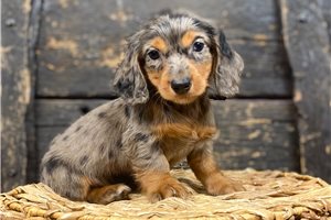 Arnie - Dachshund, Mini for sale