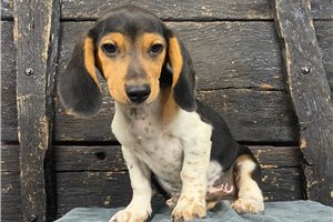 Ricky - Dachshund, Mini for sale