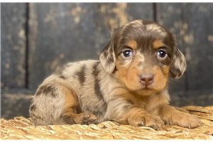 Nevaeh - puppy for sale