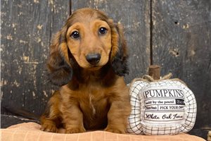 Racer - puppy for sale