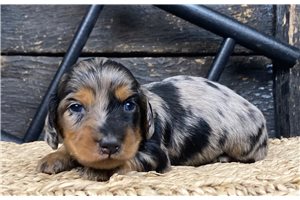 Bantam - puppy for sale