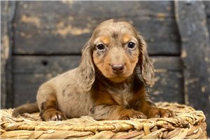 Nadia - Dachshund, Mini for sale