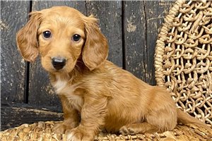Oakley - Dachshund, Mini for sale