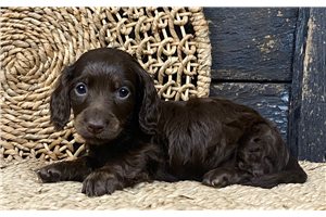 Everly - puppy for sale