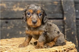 Arnie - puppy for sale