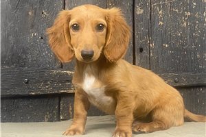 Oakley - Dachshund, Mini for sale