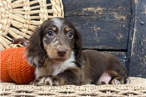 Emmett - Mini Dachshund for sale