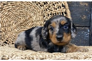 Bantam - Dachshund, Mini for sale