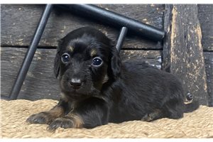 Abbot - Dachshund, Mini for sale