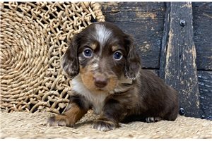 Emmett - Dachshund, Mini for sale