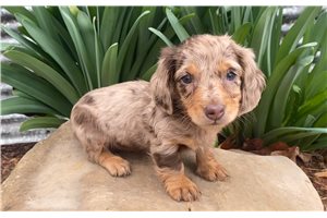 Antoinette - puppy for sale