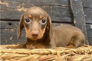 Pongo - Dachshund, Mini for sale