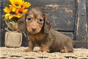 Wallace - Mini Dachshund for sale