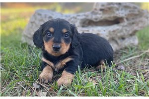 Maisie - puppy for sale