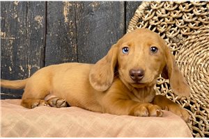 Risha - puppy for sale