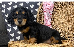 Nayeli - puppy for sale