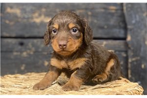Aubrey - puppy for sale