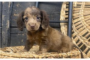 Penny - puppy for sale