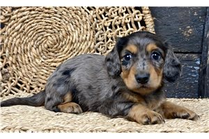 Banjo - Dachshund, Mini for sale