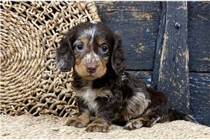 Esme - Dachshund, Mini for sale