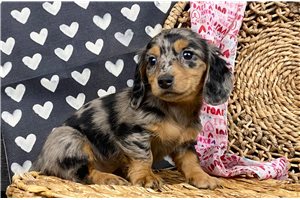 Callie - puppy for sale