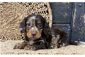 Esme - puppy for sale
