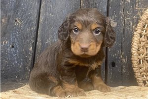 Lenin - puppy for sale