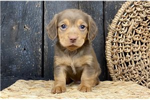 Lemuel - Dachshund, Mini for sale