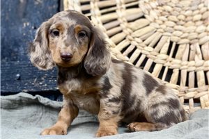 Marco - Dachshund, Mini for sale